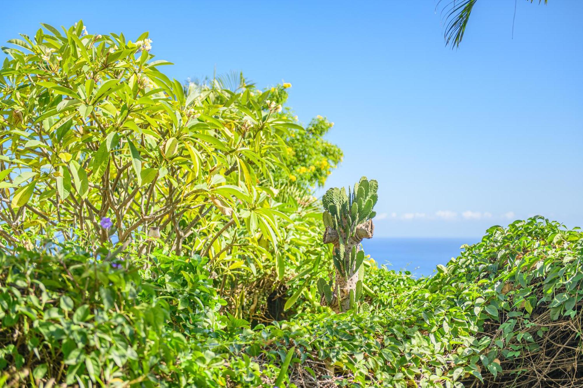 Le Jardin Des Tuit Tuit * Vue Mer * Cozy Saint-Leu Exterior photo