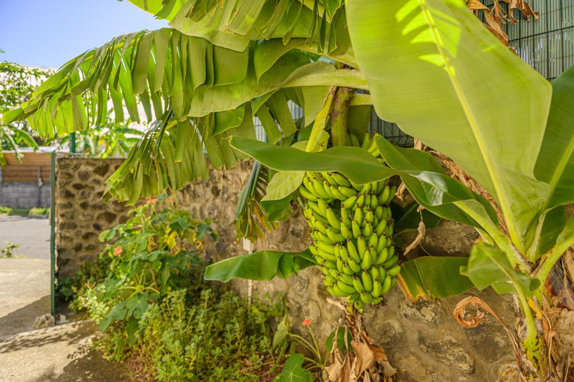 Le Jardin Des Tuit Tuit * Vue Mer * Cozy Saint-Leu Exterior photo